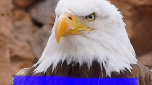 орел с разбитым клювом. орел без клюва. притча про орла в 40 лет. протез клюва орла. белоголовый орлан лапы.