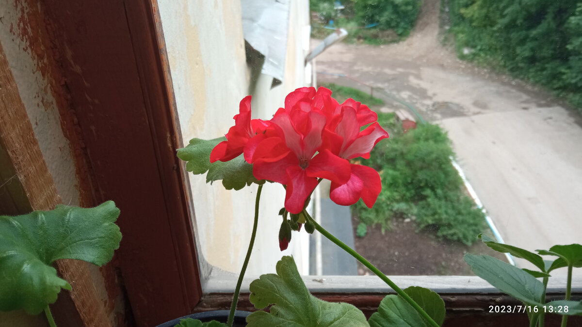 Красивая герань. 