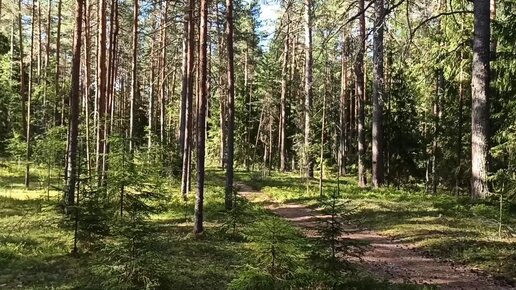 Всё достало, ушли в лес!!! Заряжаемся положительными эмоциями! Лес, озеро, природа