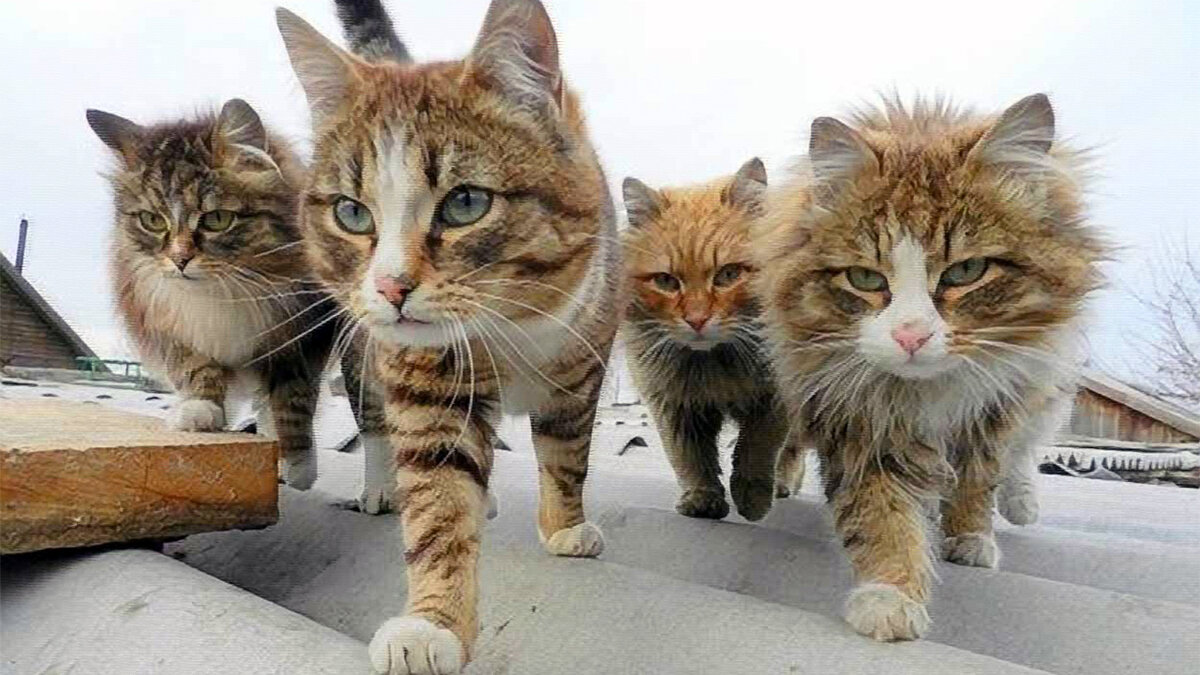 источник фото: damion.club