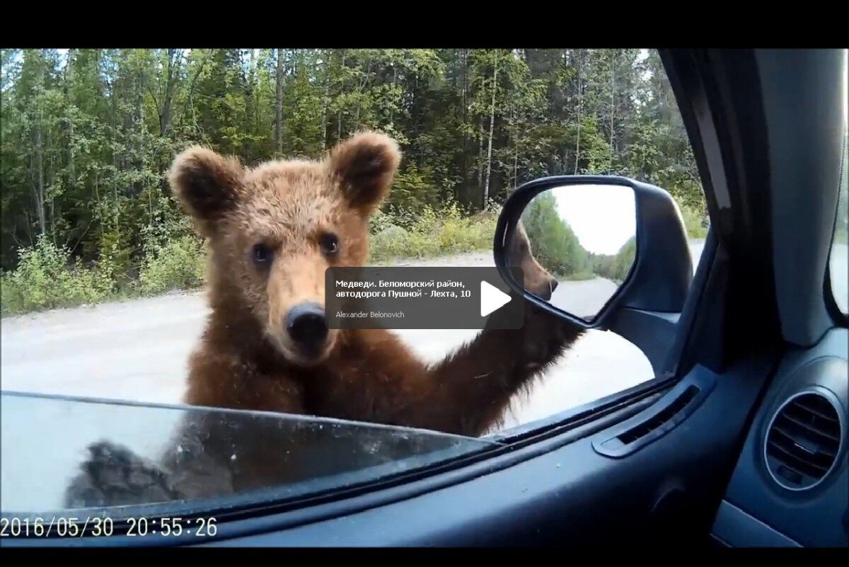 Встреча с медведем в Карелии