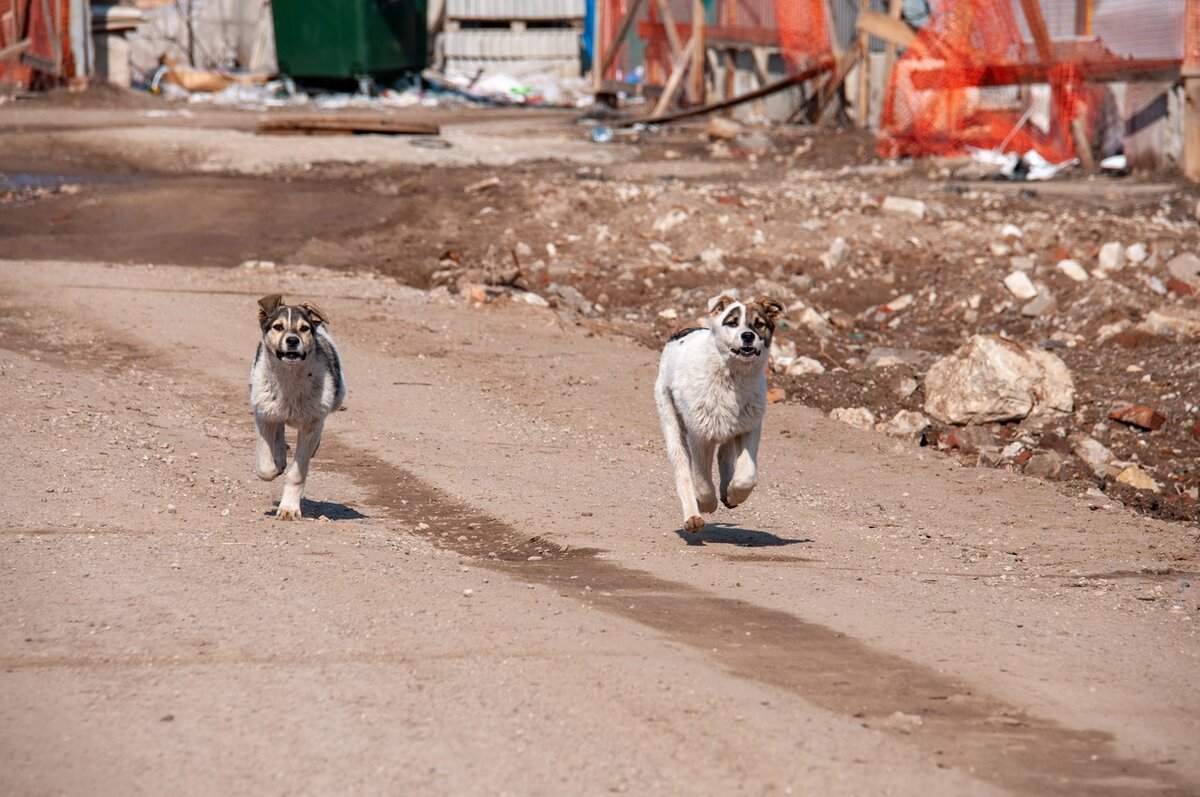 Фото бездомных собак на улице