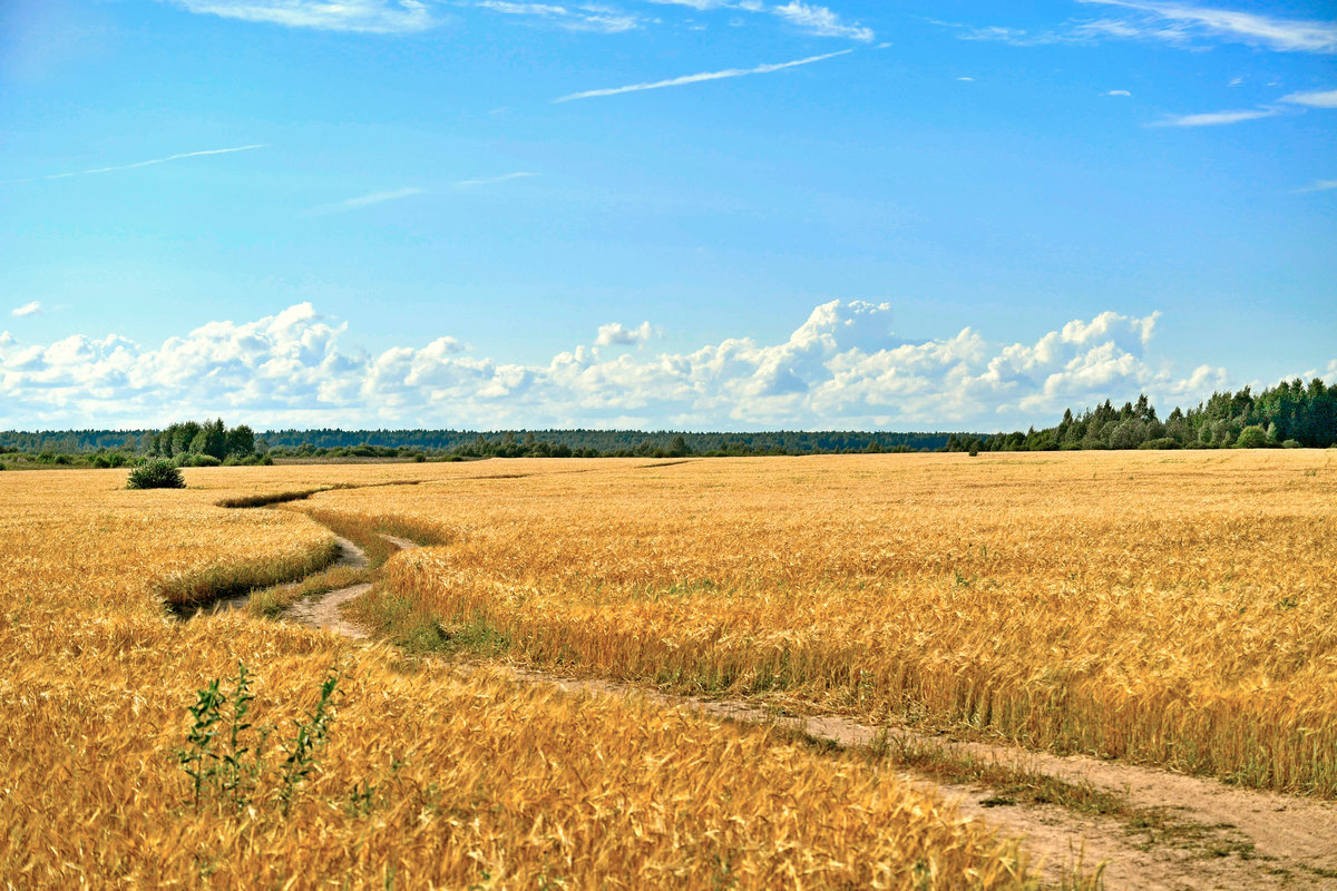 Полевая дорога. Лето в деревне. Поле деревня. Поле пшеницы. Поле рожь.