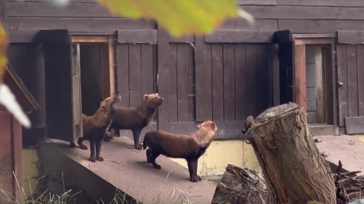    Фото: Telegram / Светлана Акулова