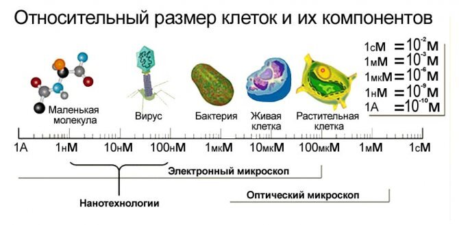 Глава 3. Молекула