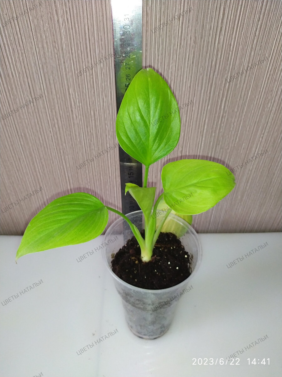 хомаломена Лемон Лайм