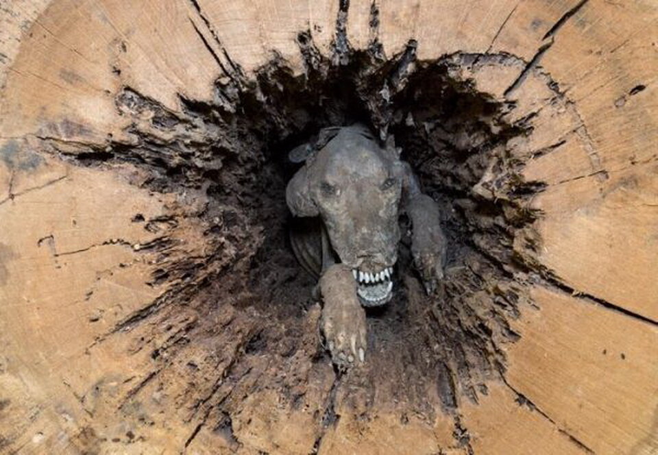 Ужасная находка, найденная лесорубами. Не хотелось бы быть на месте того проверяющего