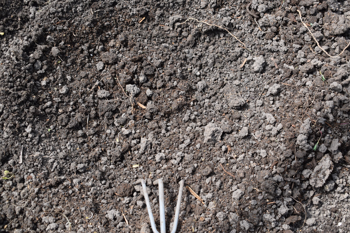 лунки для кабачков готовлю заранее(фото автора)