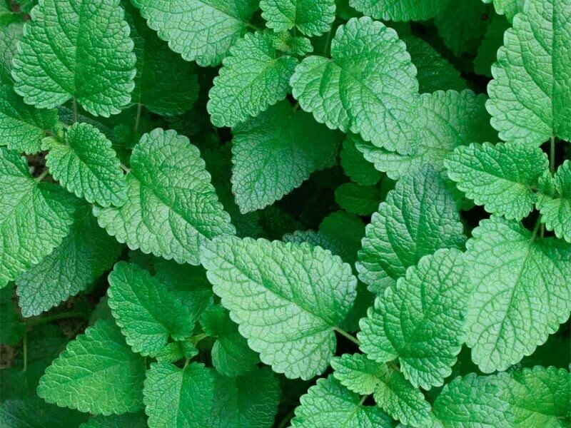 Все надземные части мяты содержат эфирное масло с освежающим, приятным вкусом и ароматом. Основной его компонент - ментол, который обладает местнообезболивающим, спазмолитическим и антисептическими свойствами. Раствор ментола в валерианово - ментоловом эфире (валидол) применяется при стенокардии. В листья содержится каротин и бетаин, урсоловая (около 0,3%) и олеановая (около 0,12%) кислоты. Эфирного масла в листьях - 2,2 - 2,75%, в соцветиях 4-6.