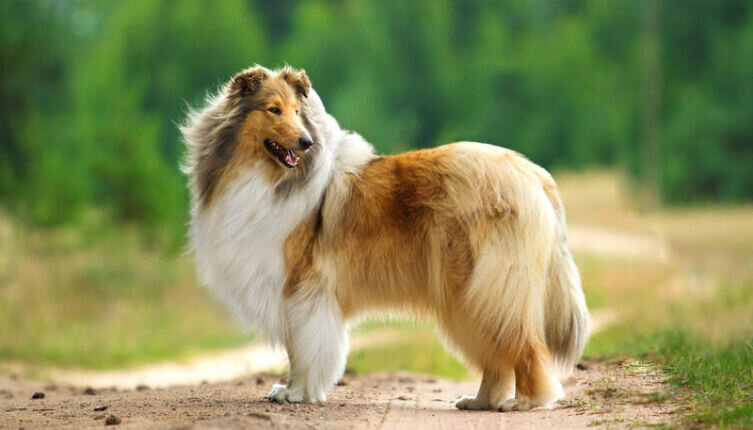    «Собака Баскервилей» существует? Фото: Rita Kochmarjova, Shutterstock.com