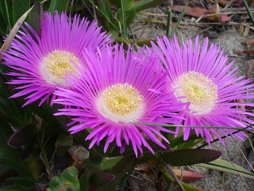 Carpobrotus glaucescens