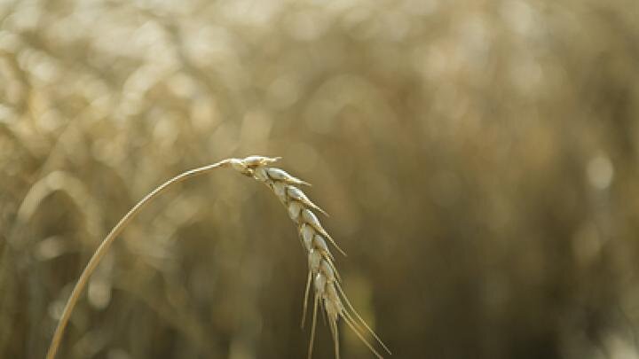 Фото: globallookpress.com/Nikolay Gyngazov