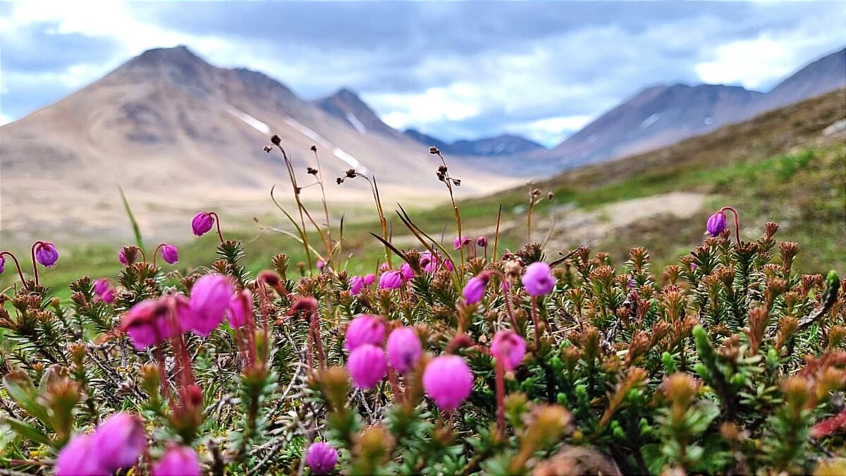 Северное лето