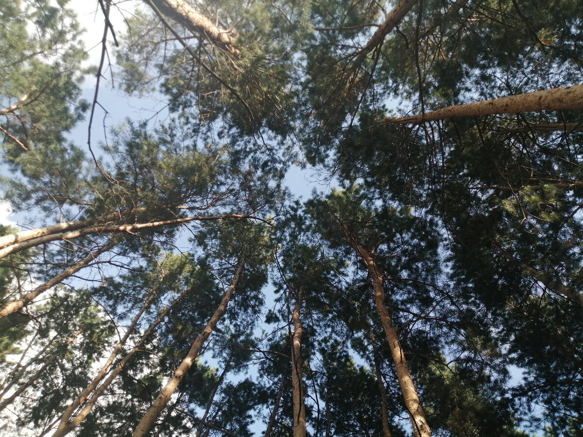 Этим соснам уже больше 40 лет 