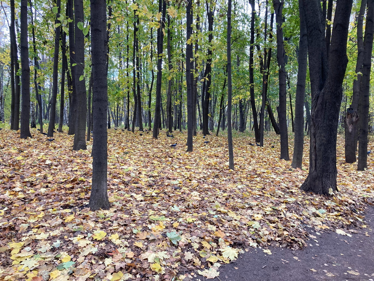 На фото: Нескучный Сад, г. Москва. Автор: Виктор Ананко