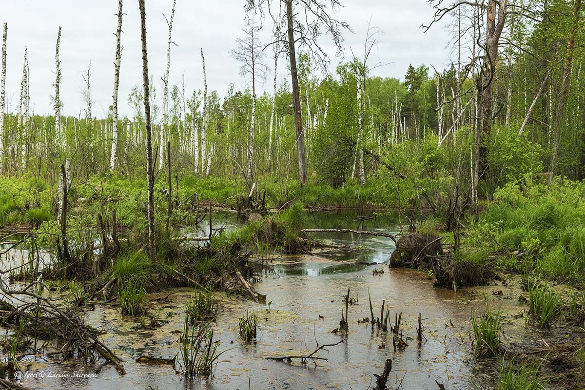Сфагновое моховое болото. Болота рязанской области мшары. Мшары это. Мшары это. Мшары это.