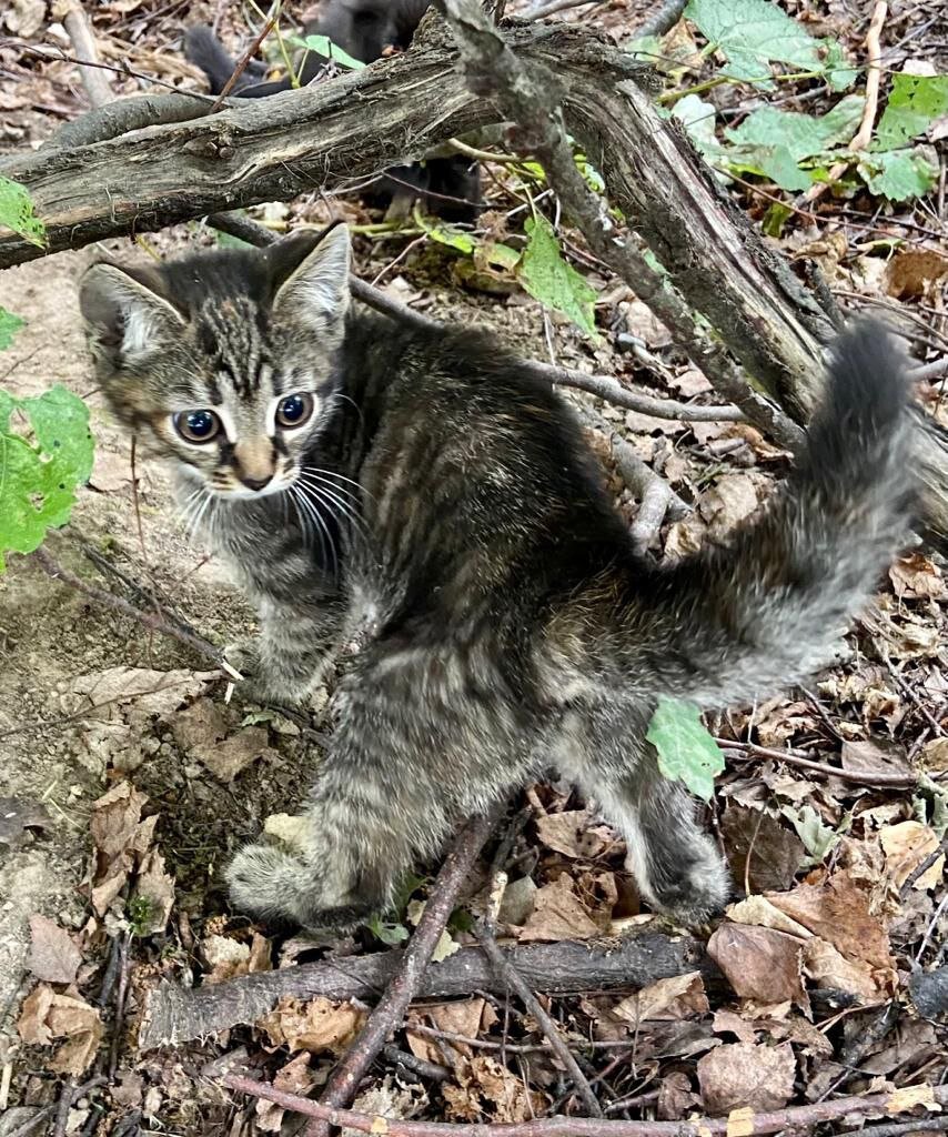 Кошачья семья на помойке😭 Мама и три малыша, их гоняют, а мама-кошка  просит помощи🙏 Ищем дома четырем душам🙏 | Кошкам - дом!| О животных  приюта ТиНАО и не только | Дзен