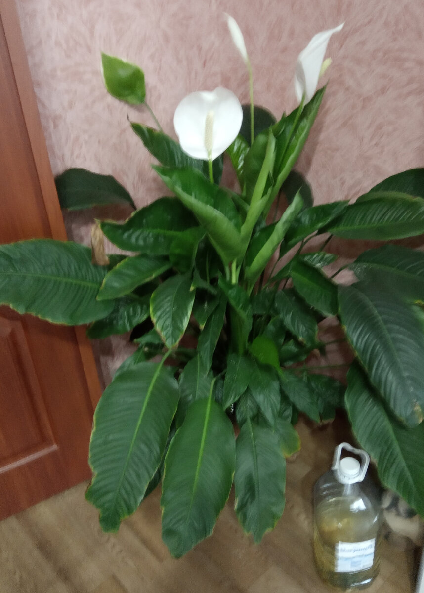 Вот такая красота у Елены Васильевны. Фото автора