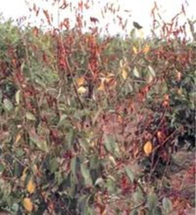 болезни облепихи и борьба с ними