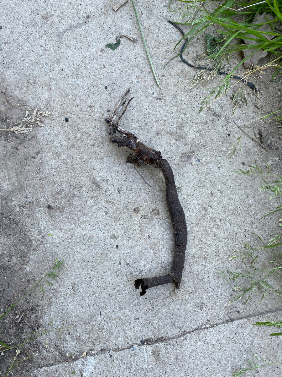 Корневая шейка пиона, пораженного ботритисом, корень также подгнивает. А что между ними? Это вопрос