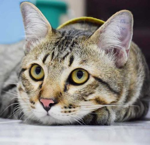 Триадит синдром у кошек | Лапа помощи | Дзен