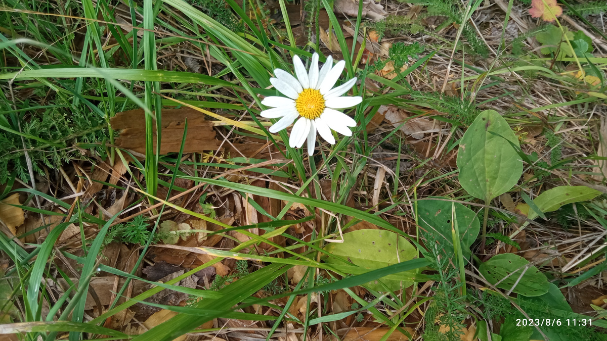 Лесная ромашка. 