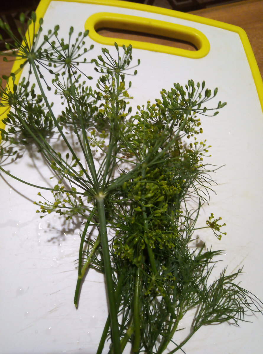 Веточки и зонтики укропа