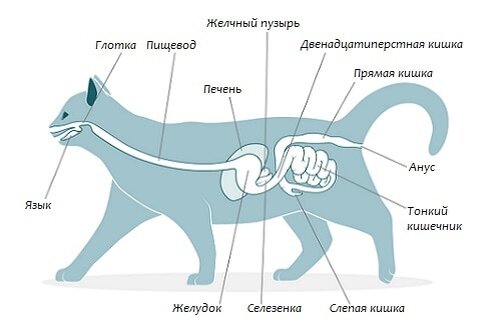 Где находятся кошки. Строение пищеварительной системы кота. Строение пищеварительной системы кошки схема. Анатомия ЖКТ кошки. Пищеварительная система кошки анатомия.