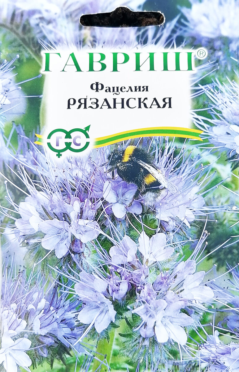 Фацелия рязанская. Листайте фото вправо. 