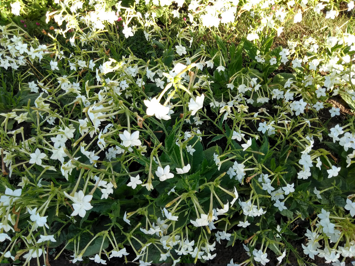 Табак душистый (Nicotiana alata)