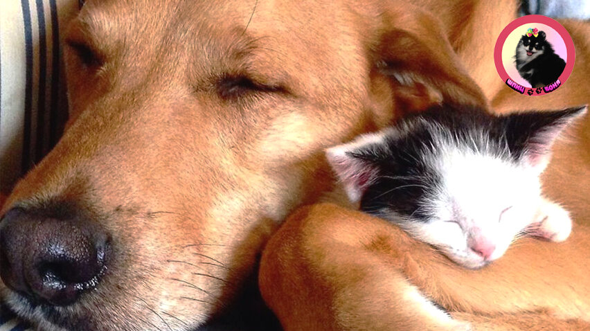 Сколько собак и кошек вместе 🐾 Шпиц Боня