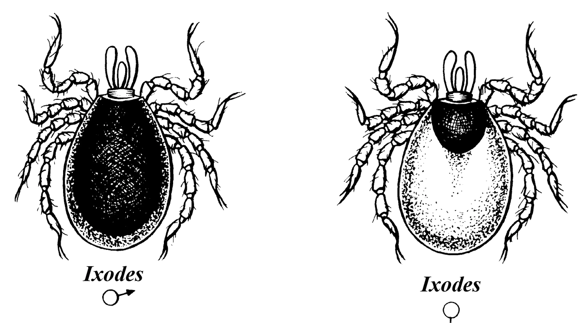 Имаго иксодового клеща рисунок