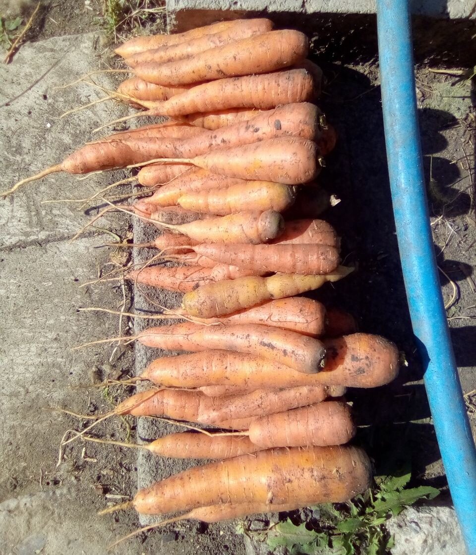 А мы наконец морковь убрали. В целом урожаем довольна: не гигантская, не огромная - просто морковь. Нормальная. Обычная.-2