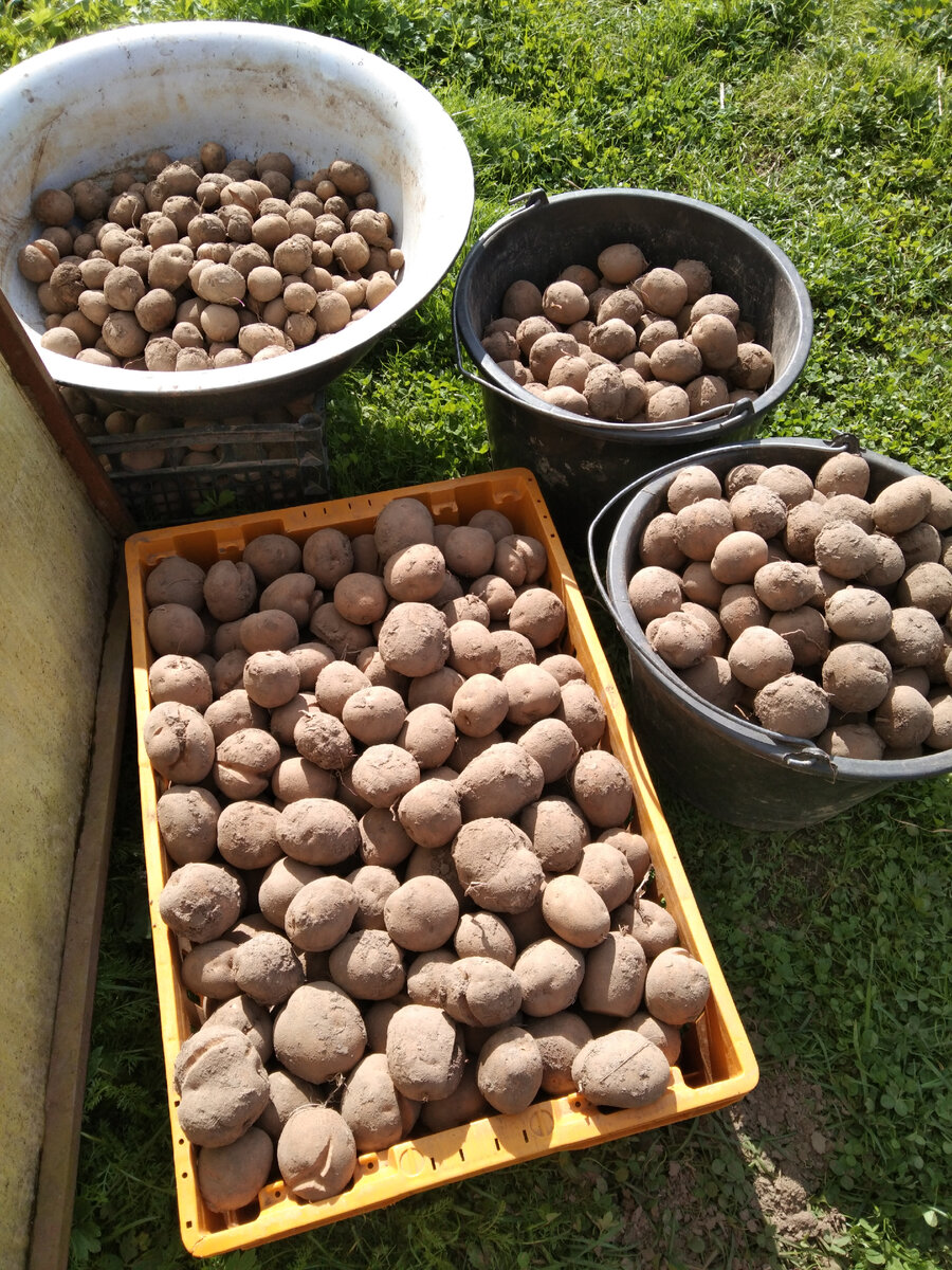 Картофель Киви