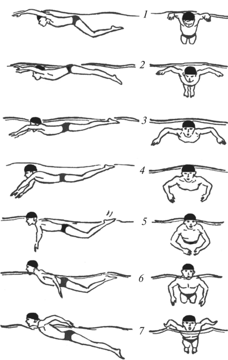Стиль баттерфляй в плавании. Баттерфляй плавание техника. Техника плавания баттерфляем ноги. Плавание дельфином техника. Стиль плавания Баттерфляй описать технику.