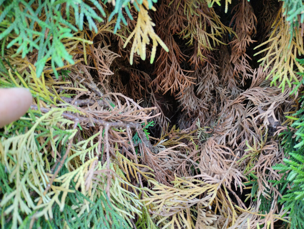 А вот, что творится внутри кроны. 