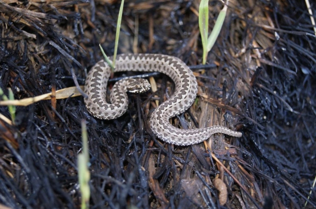    Москвичку в Карелии с последствиями укусила змея