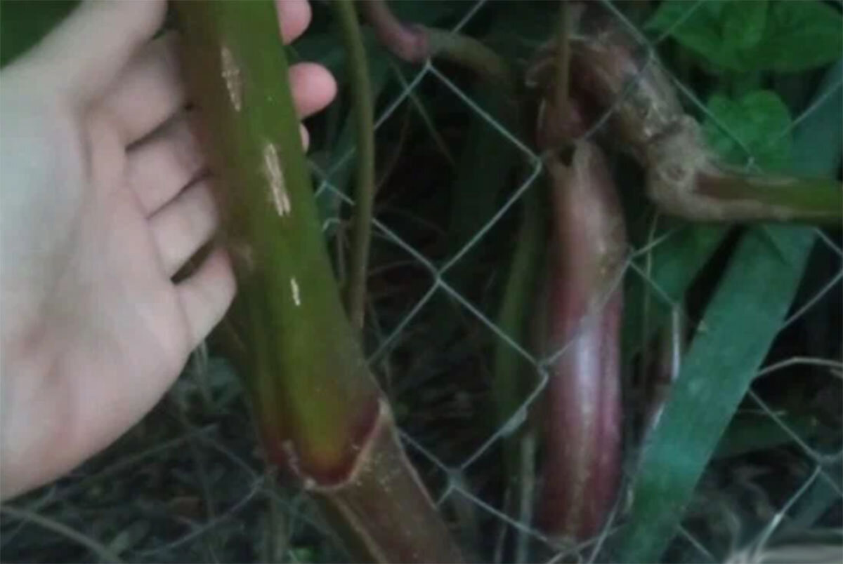 Мирабилис (ялапа, ночная красавица). Цветок сказочный, но если ...