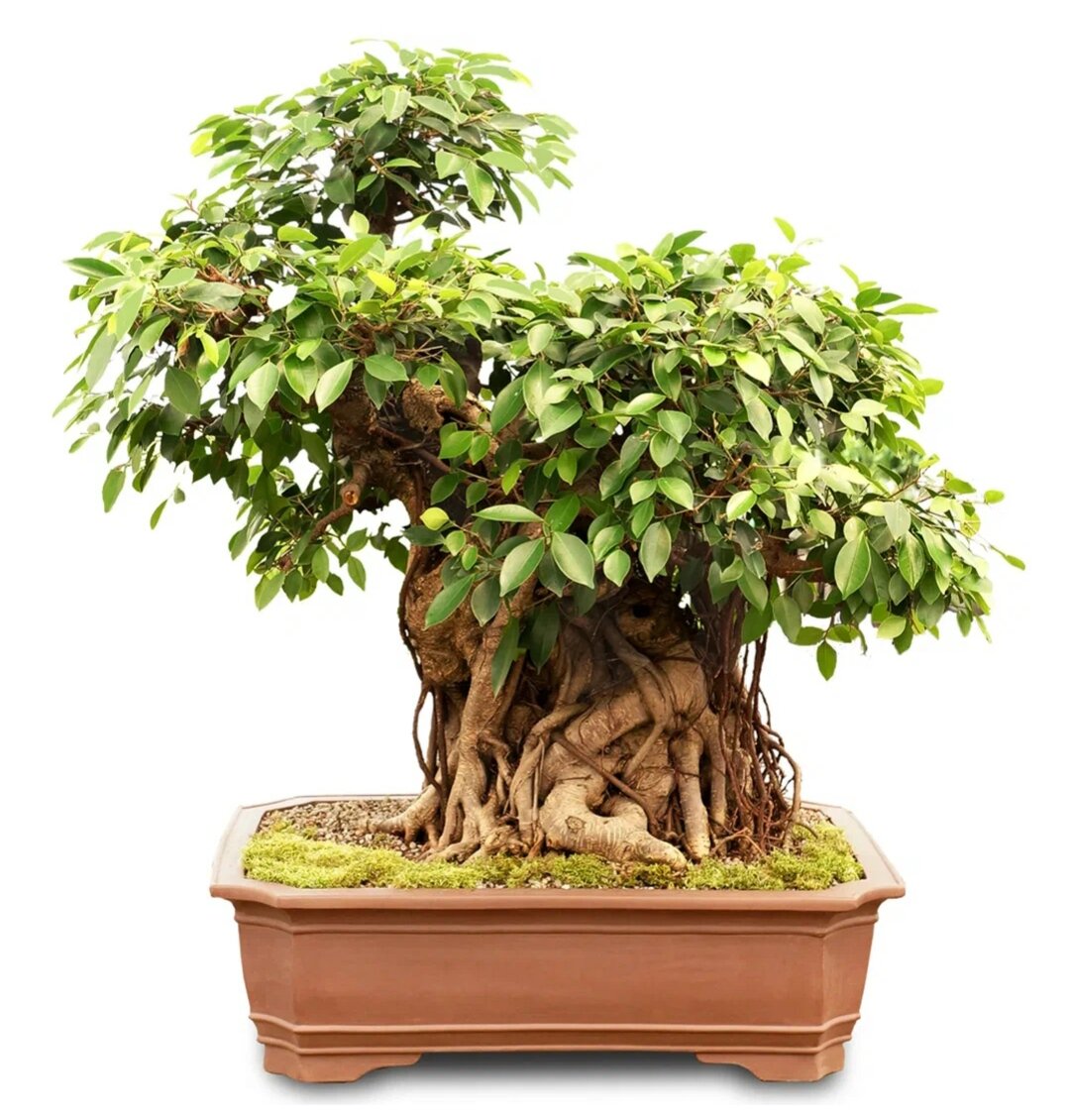 Ficus religiosa бонсай