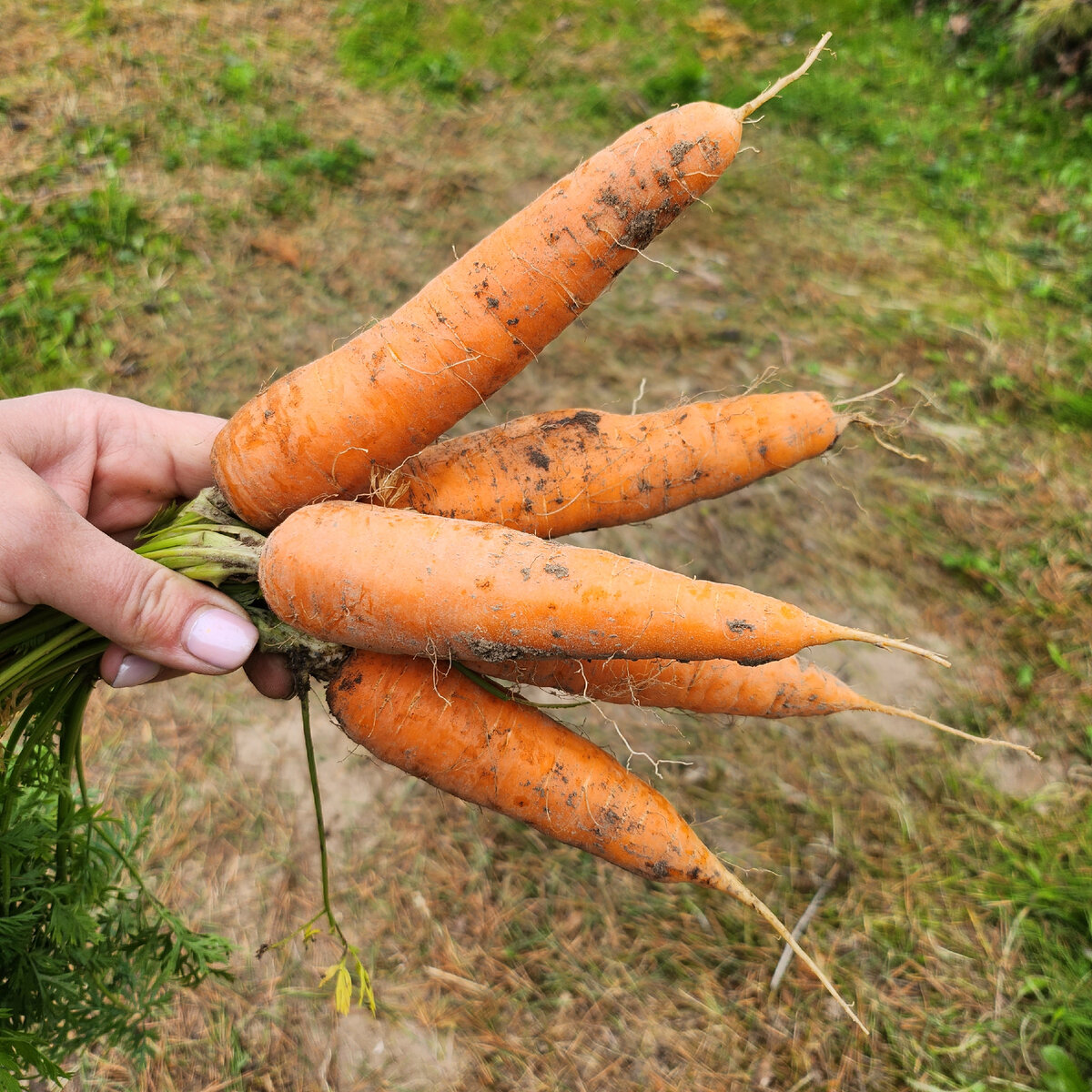 Сорт Ниланд F1
