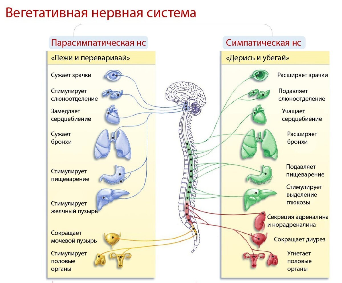 Вегетативная нервная система примеры