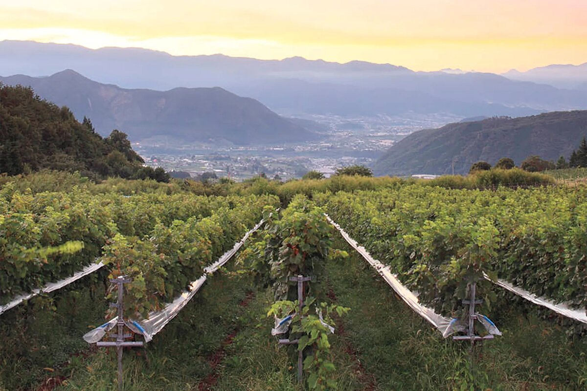 Gimblett Gravels Vineyards