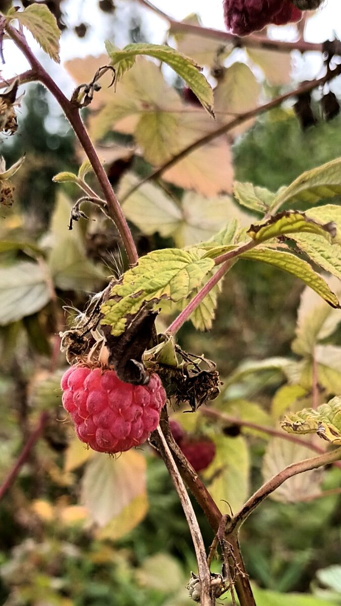 Лесный дары. Фото автора