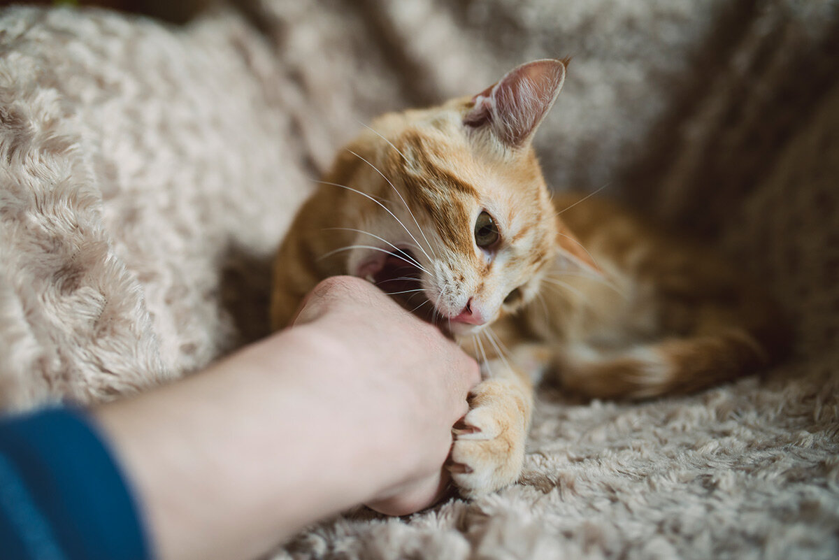 Снится кусает котенок. Кошка кусается. Кошка царапается. Кошка кусает руку. Кошка вцепилась в руку.