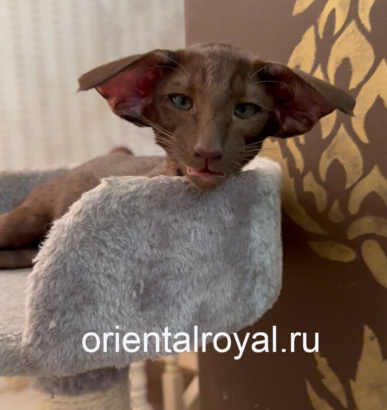 Ориентал экстрим