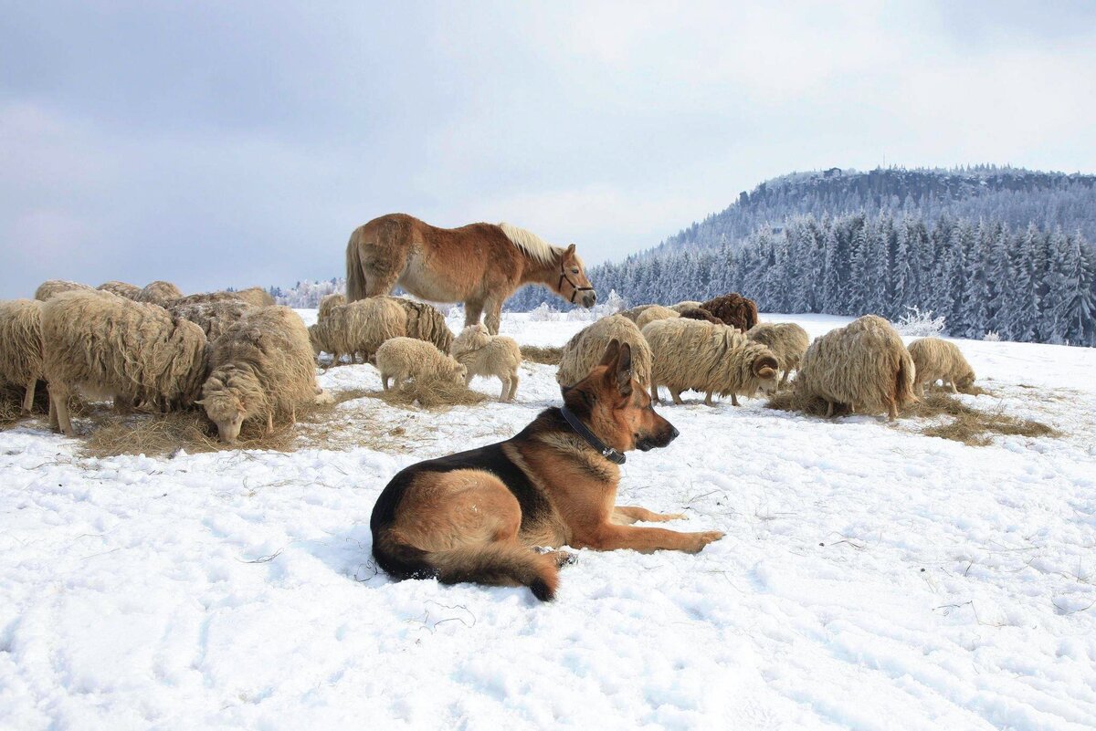 Немецкая овчарка — рабочая порода. Вопреки популярному заблуждению, овчарка может стать не только «комиссаром», но и отменным «пастухом».