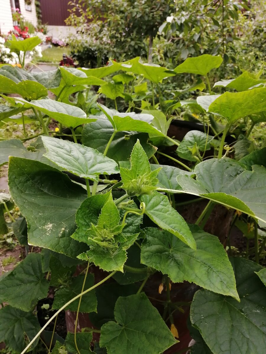 Огуречные плети маскируют драную бочку