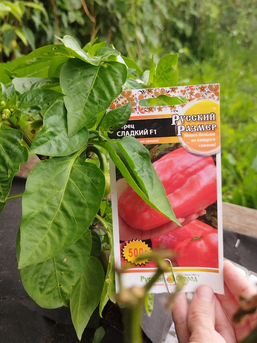 XXL перец с тестирования.