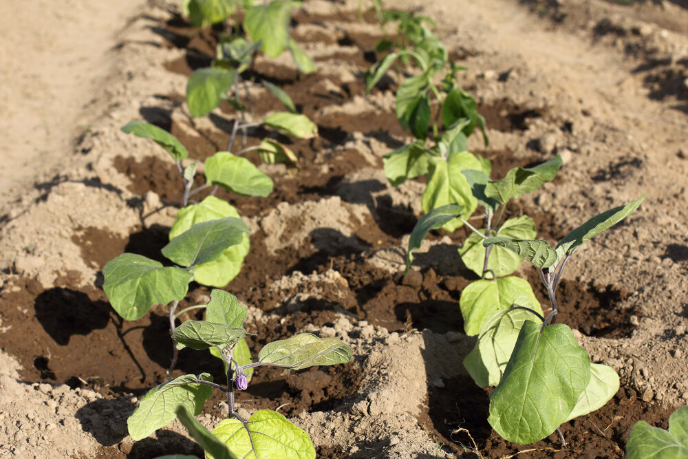    Пожелтение нижних листьев после высадки рассады связано со стрессом