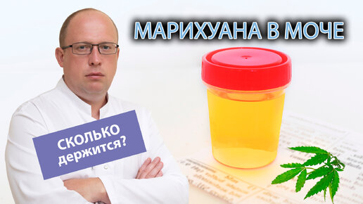 🌿 Сколько обычно держится марихуана в моче? 🔬